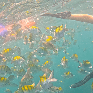 Isla Tortuga tours