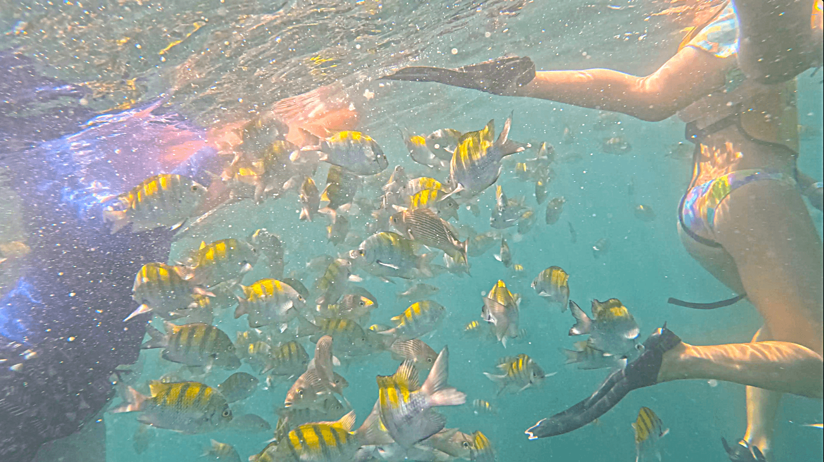 Isla Tortuga tours
