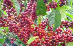 coffee tour