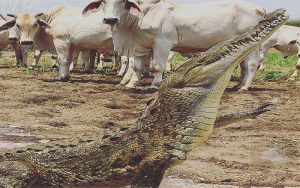 Crocodile tour at Tarcoles River