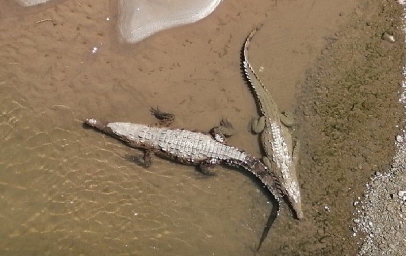 Crocodiles at Tarcoles River