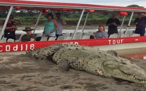 Crocodile tour at Tarcoles River