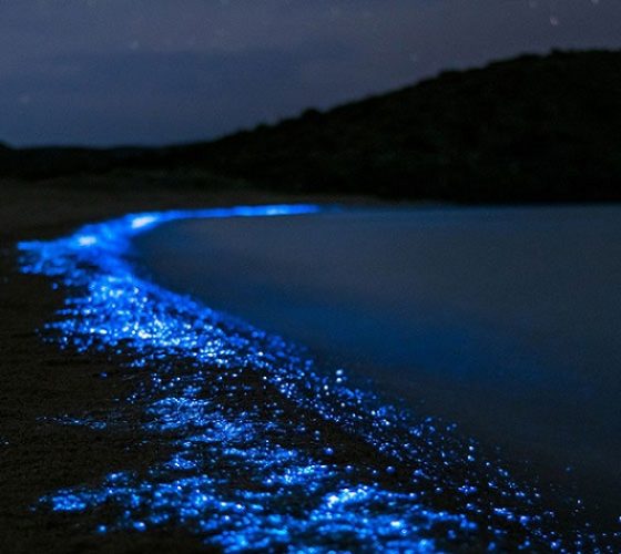 bioluminescence