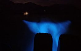 Bioluminescence tour
