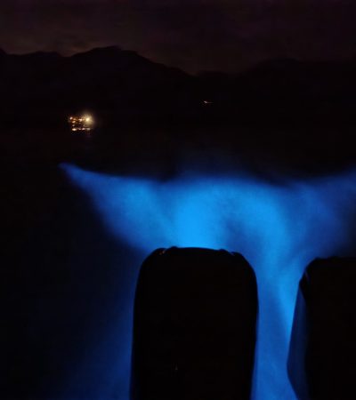 Bioluminescence tour