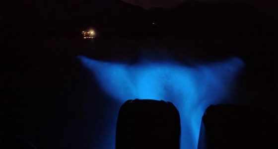 Bioluminescence tour