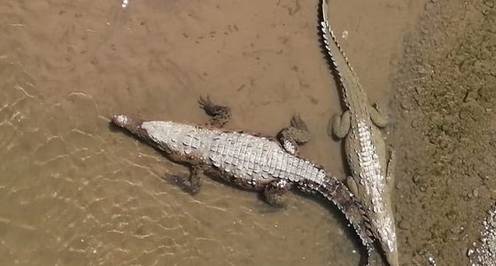 crocodiles-tarcoles-river