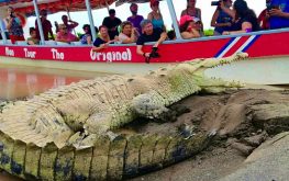 Carara & Crocodile tour
