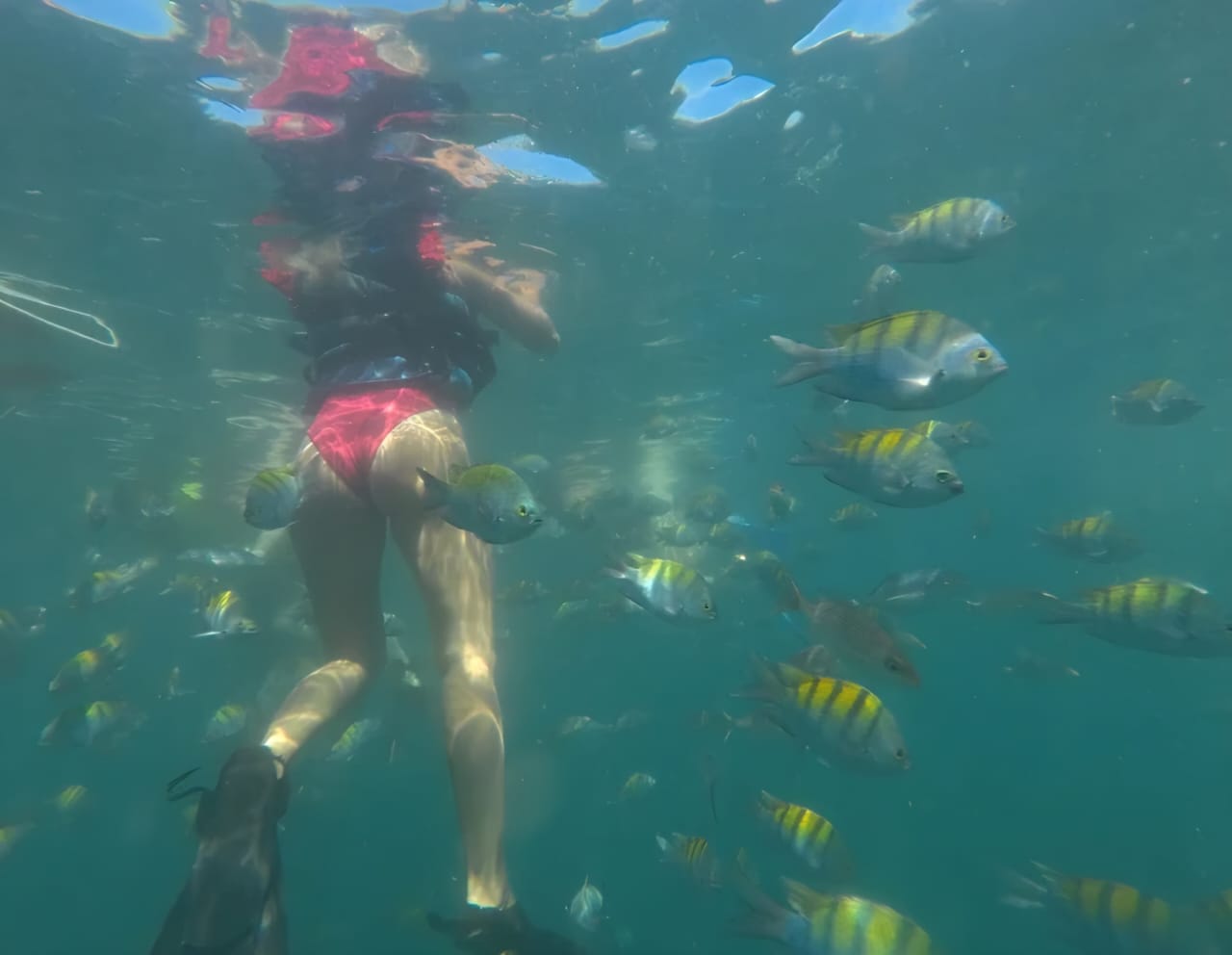 tour to isla tortuga (