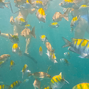 Isla Tortuga tours