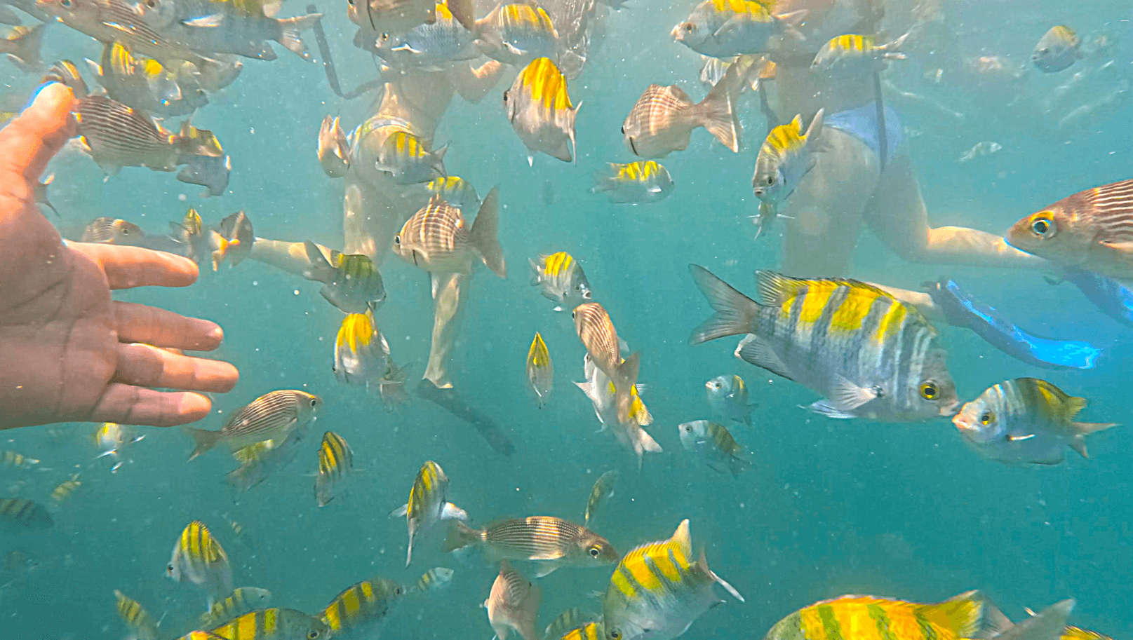 Isla Tortuga tours